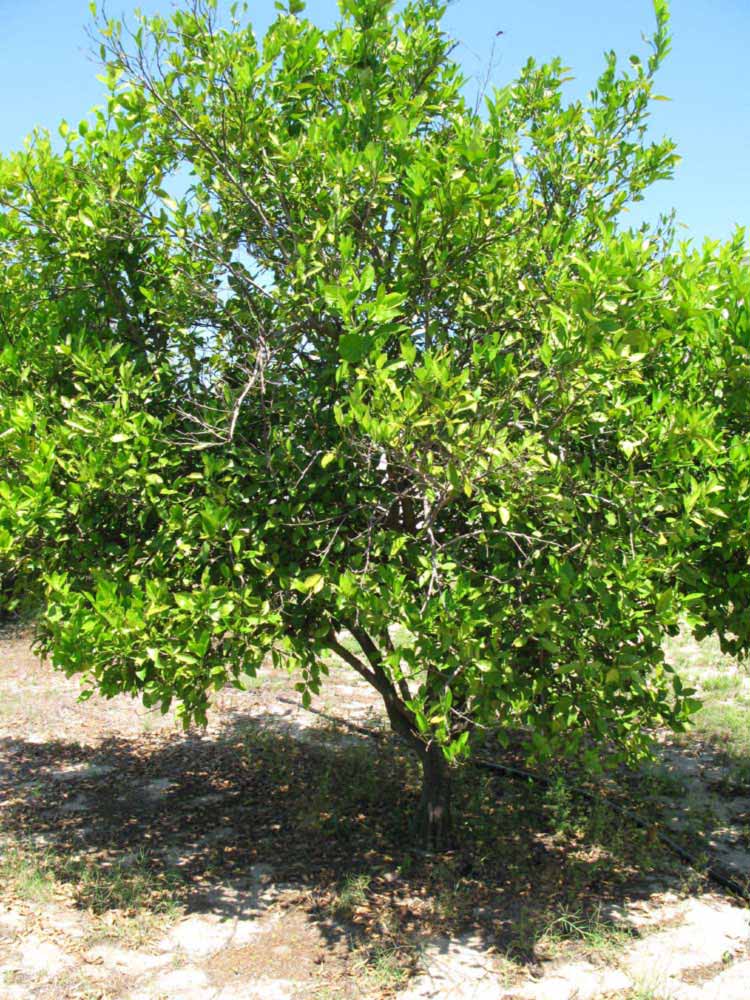            Habit (Winter Haven, FL)   